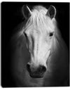 White Horse Black and White - Animal Canvas Art Print