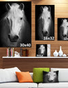 White Horse Black and White - Animal Canvas Art Print