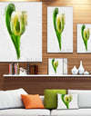 White Tulip with Green Leaves - Large Floral Canvas Artwork