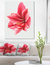 Big Red Flower Sketch on White - Large Floral Canvas Artwork