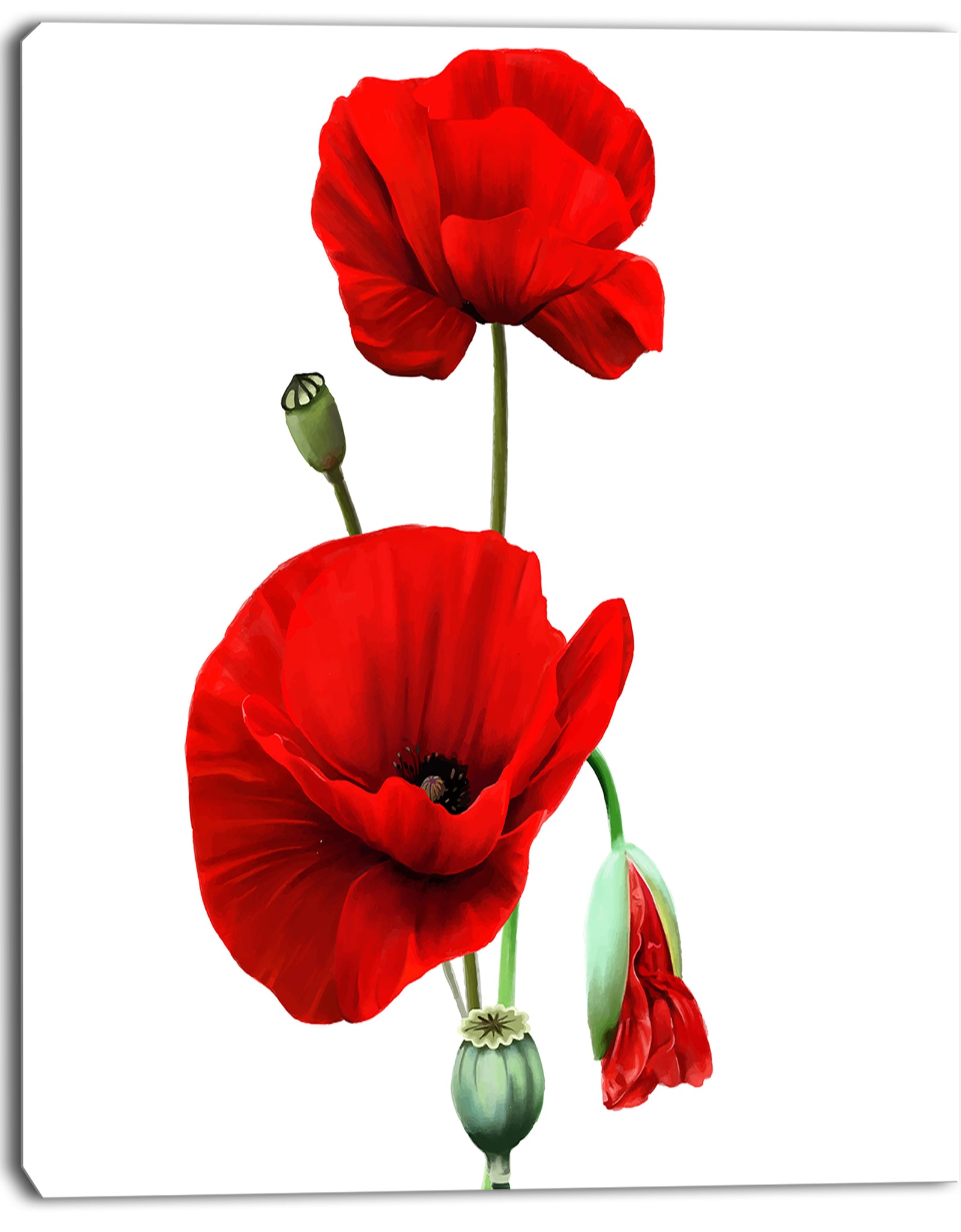 Red Poppies on White Background - Floral Canvas Artwork Print