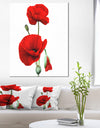 Red Poppies on White Background - Floral Canvas Artwork Print