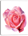 Pink Rose Sketch on White Background - Flowers Canvas Wall Artwork