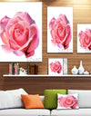 Pink Rose Sketch on White Background - Flowers Canvas Wall Artwork