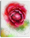 Large Blooming Red Rose on White - Flowers Canvas Wall Artwork