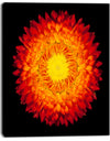 Everlasting Straw Flower on Black - Flowers Canvas Wall Artwork