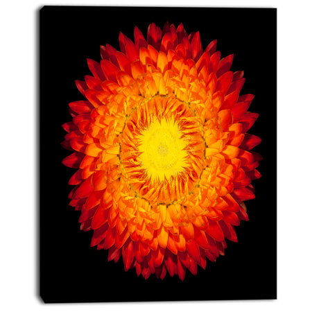 Everlasting Straw Flower on Black - Flowers Canvas Wall Artwork