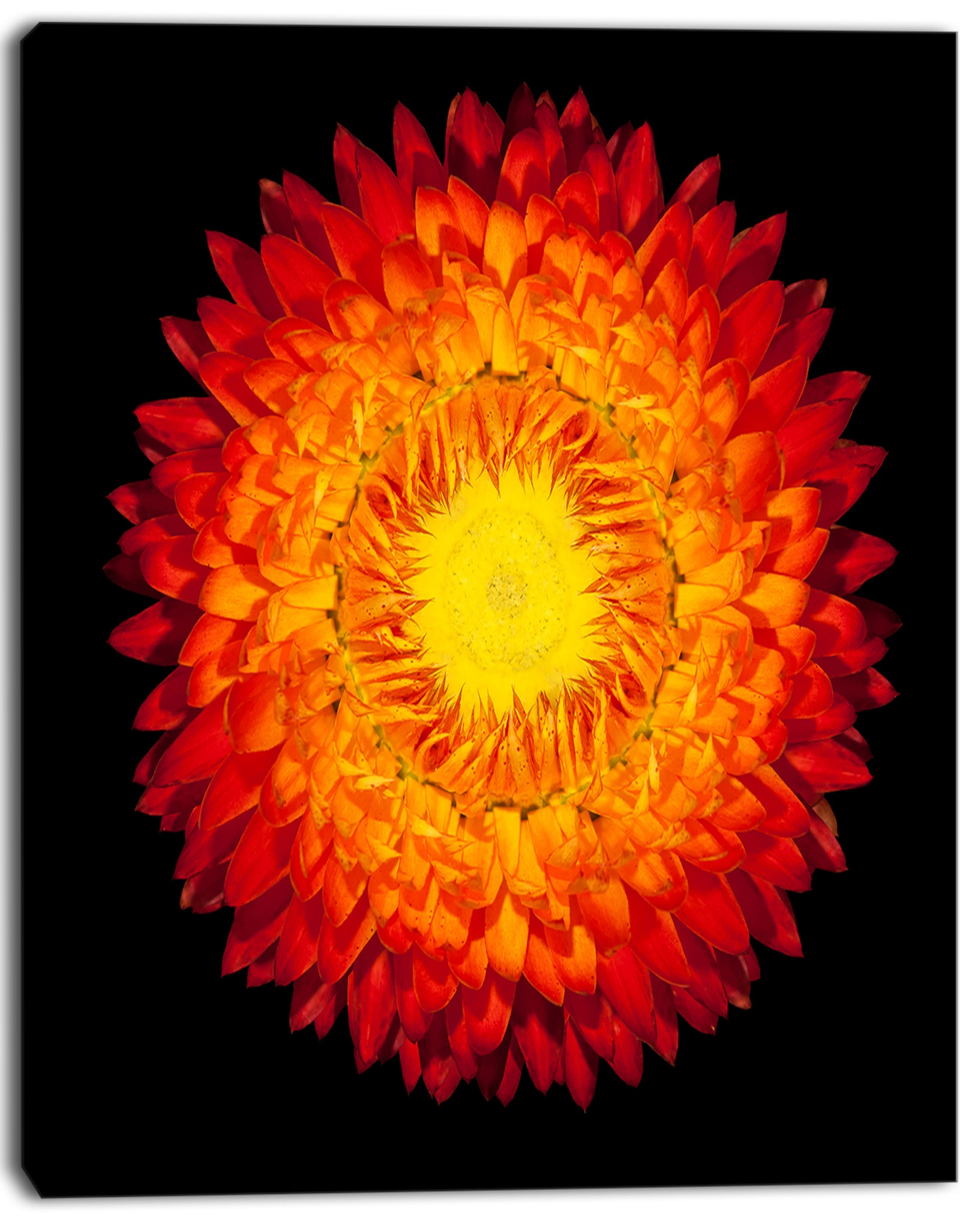 Everlasting Straw Flower on Black - Flowers Canvas Wall Artwork
