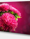 Pink Flowers of Asters on Red - Flowers Canvas Wall Artwork