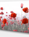 Amazing Red Poppy Flower Garden - Flower Artwork on Canvas