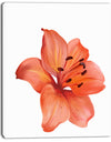 Beautiful Red Lily Watercolor Sketch - Flower Artwork on Canvas