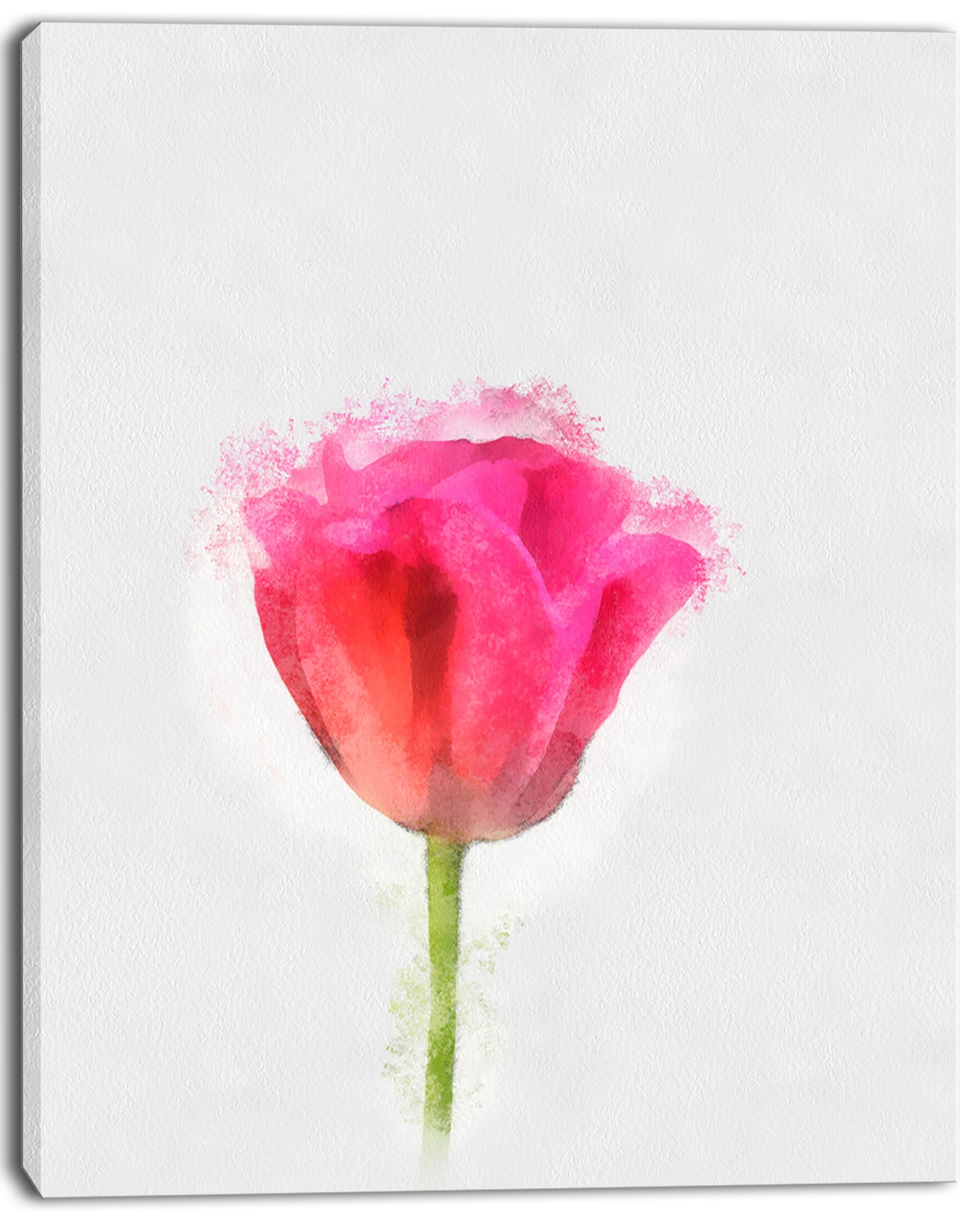 Bloomy Pink Tulip on White Drawing - Flower Artwork on Canvas
