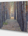 Slender Pine Tree Forest Photography - Modern Forest Canvas Art