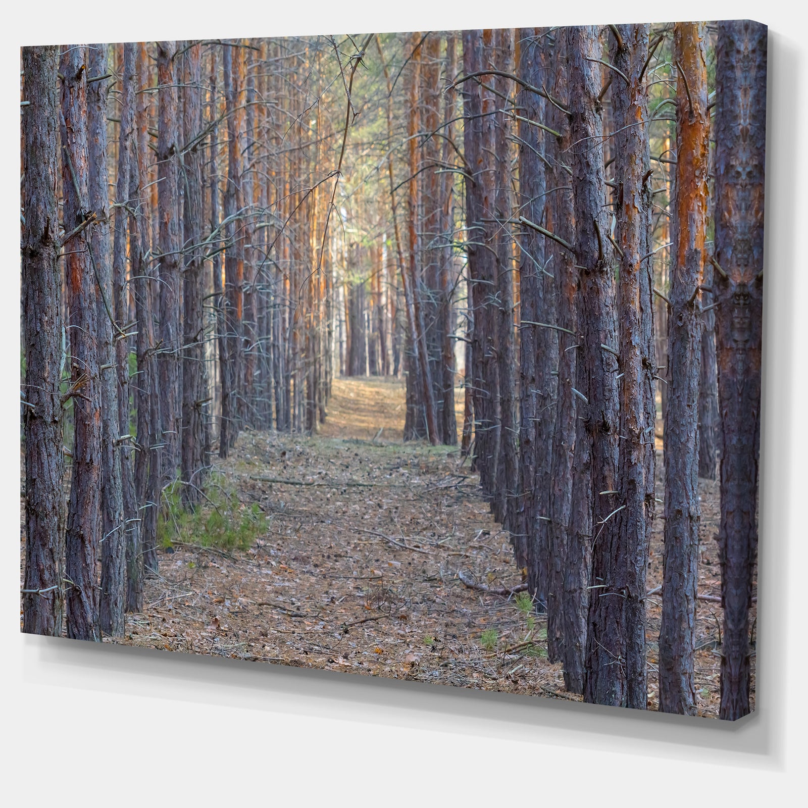 Slender Pine Tree Forest Photography - Modern Forest Canvas Art