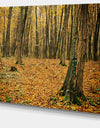 Beautiful Autumn Forest in Mountains - Modern Forest Canvas Art