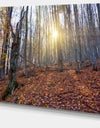 Setting Sun in Dense Fall Forest - Modern Forest Canvas Art