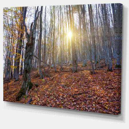 Setting Sun in Dense Fall Forest - Modern Forest Canvas Art