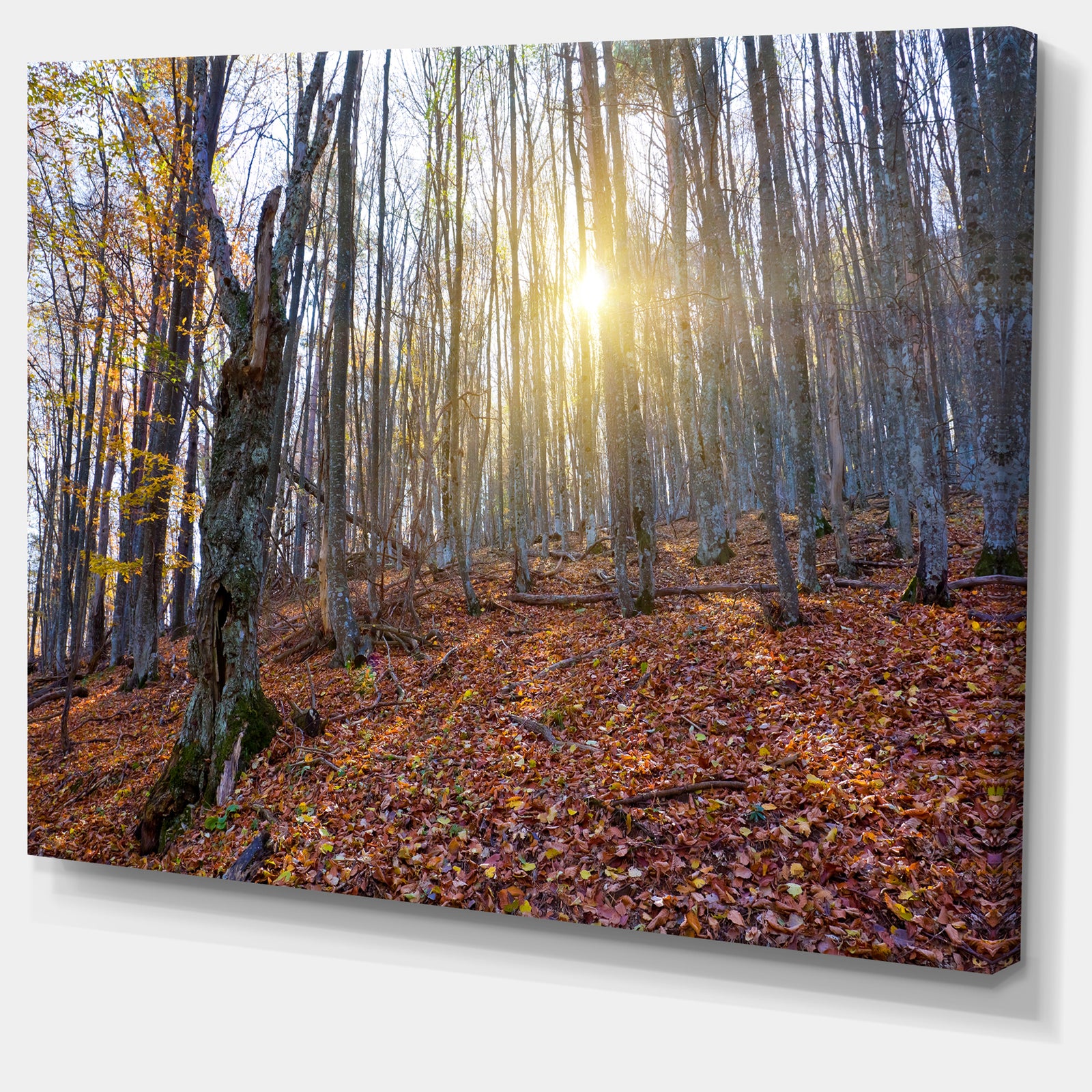 Setting Sun in Dense Fall Forest - Modern Forest Canvas Art
