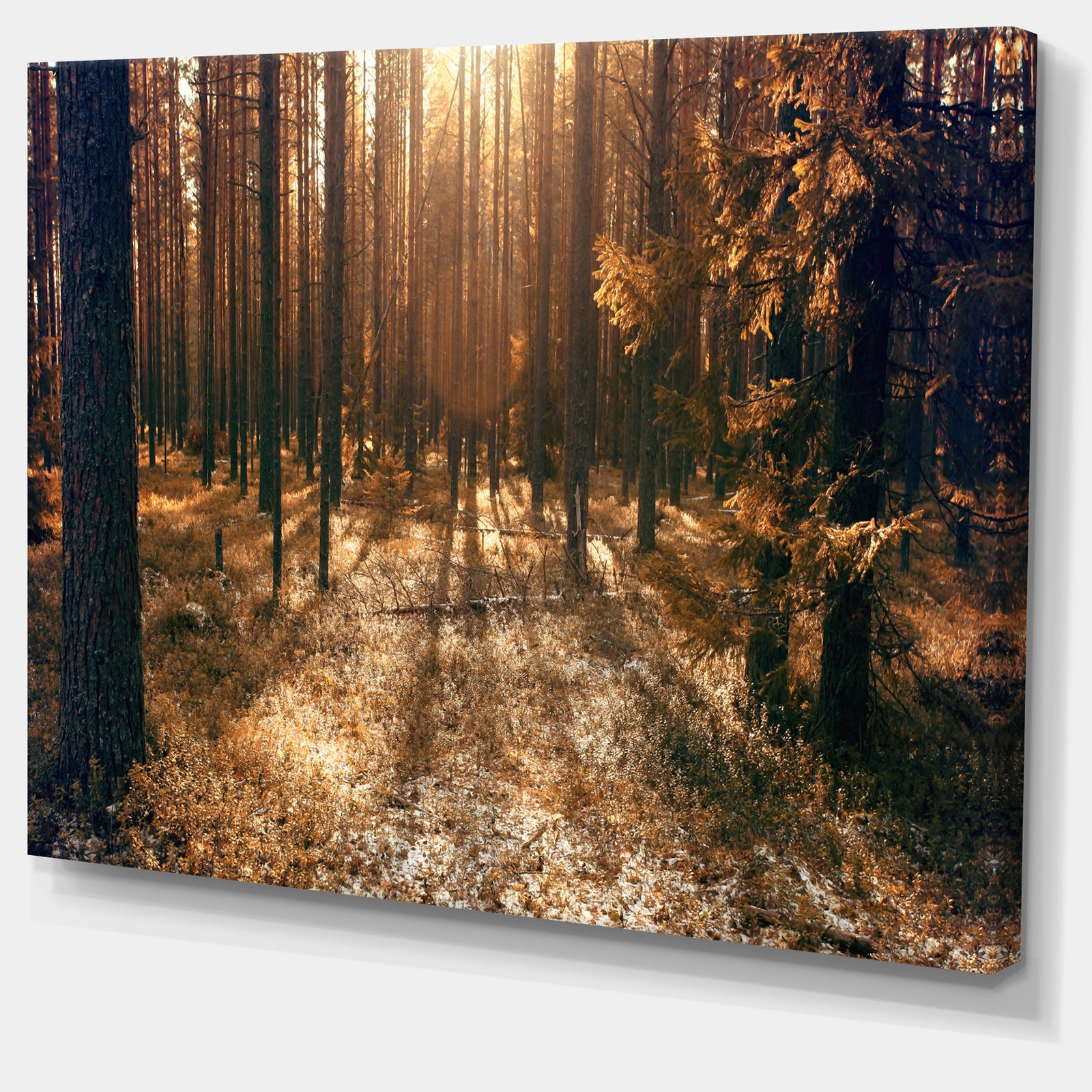 Dark First Snow Forest Photo - Modern Forest Canvas Art