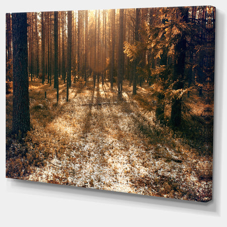 Road in Dark Wooded Forest - Modern Forest Canvas Art