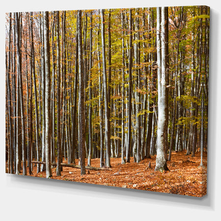 Bright Day in Thick Forest - Modern Forest Canvas Art