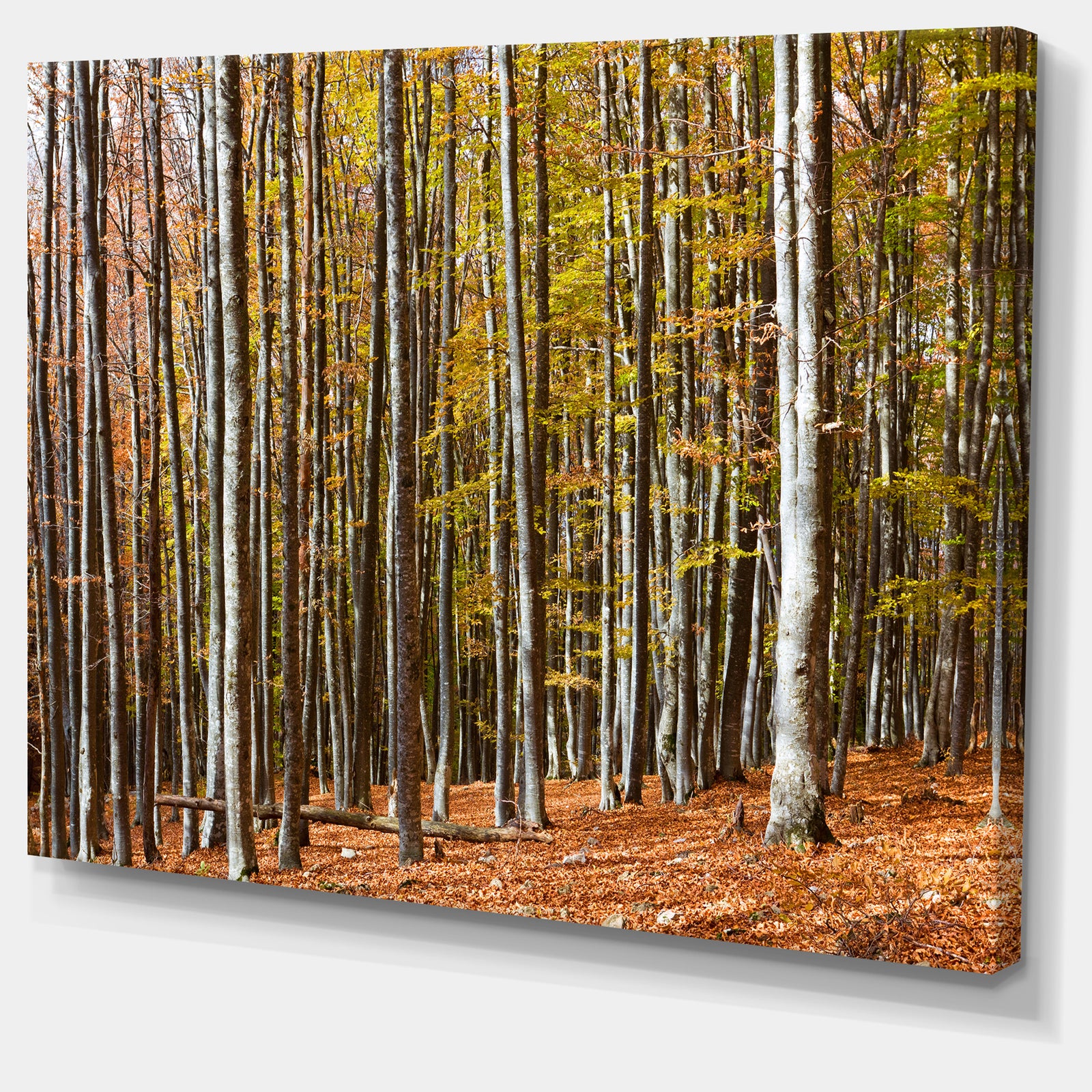 Bright Day in Thick Forest - Modern Forest Canvas Art