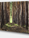 Even Rows of Pine Tree Forest - Modern Forest Canvas Art