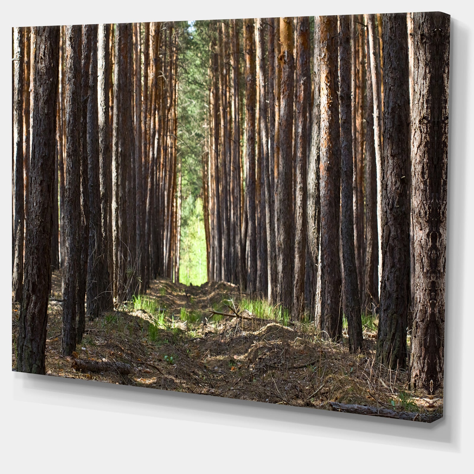 Even Rows of Pine Tree Forest - Modern Forest Canvas Art