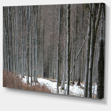 Winter Forest with Thick Trees - Large Forest Canvas Art