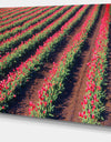 Beautiful Field of Red Tulip Flowers - Large Landscape Canvas Art