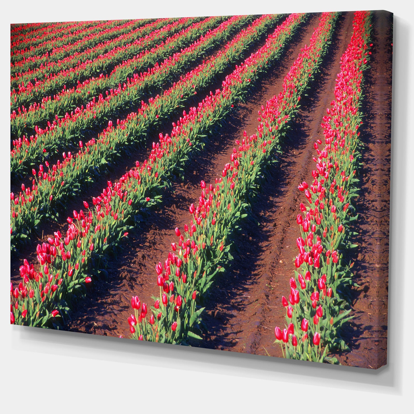 Beautiful Field of Red Tulip Flowers - Large Landscape Canvas Art