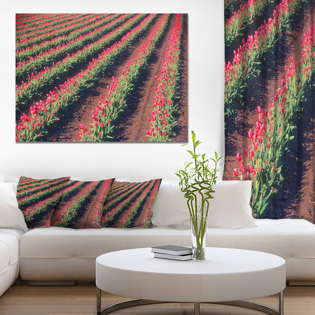 Beautiful Field of Red Tulip Flowers - Large Landscape Canvas Art