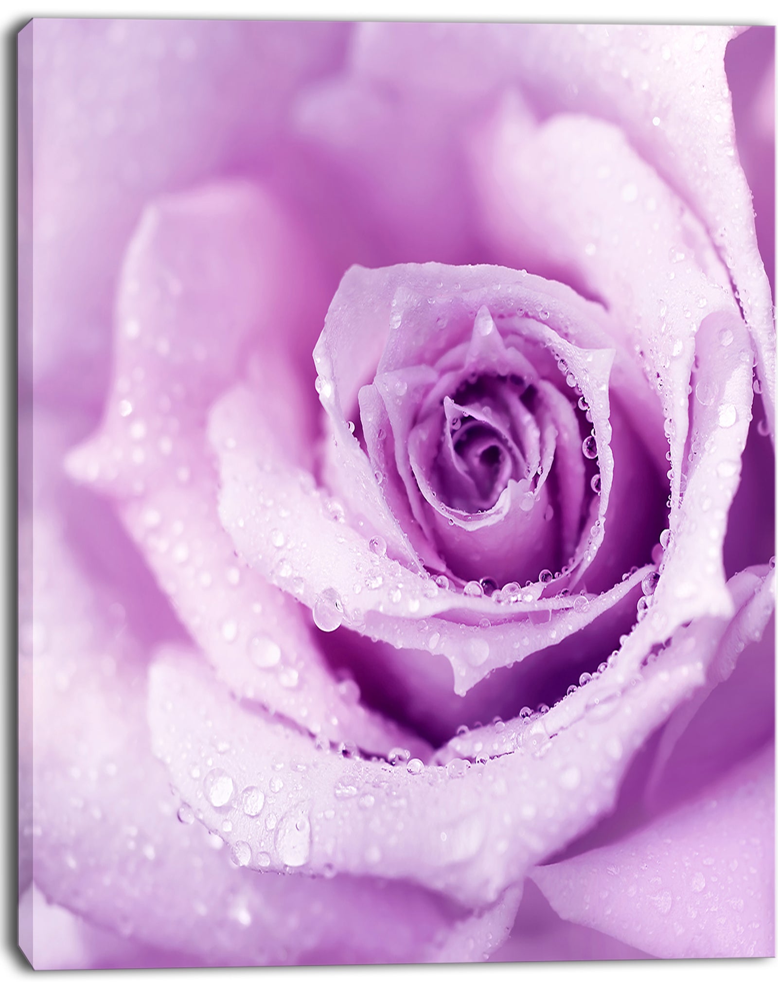 Purple Wet Rose Background - Flowers Canvas Wall Artwork