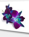 Deep Purple Orchid Flowers on White - Flowers Canvas Wall Artwork