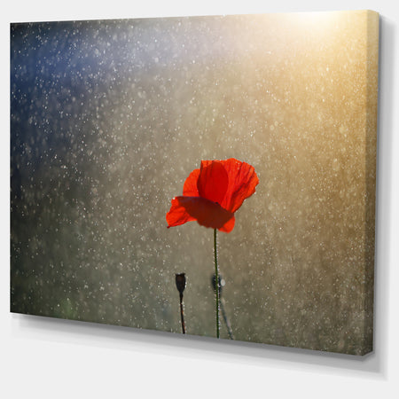 Lone Red Puppy Flower under Lights - Flowers Canvas Wall Artwork