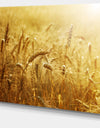 Golden Wheat Field - Landscape Wall Art Print Canvas