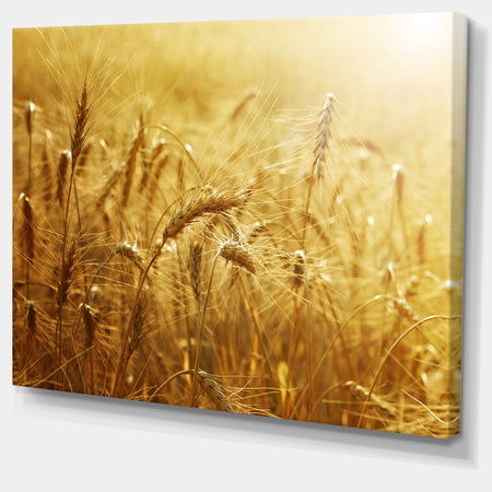 Golden Wheat Field - Landscape Wall Art Print Canvas