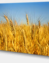 Bright Golden Wheat Field - Landscape Wall Art Print Canvas