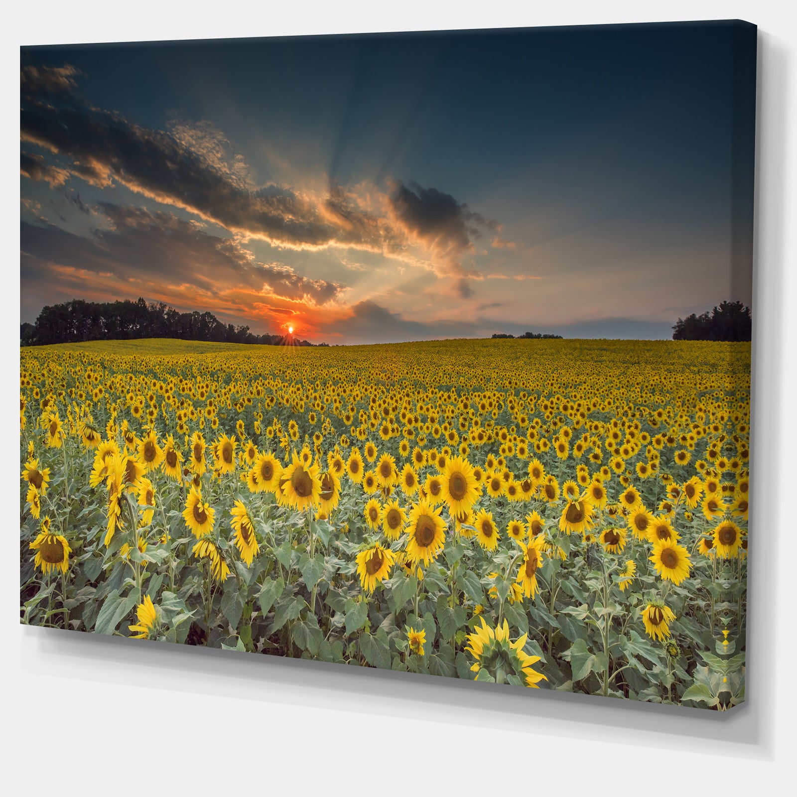 Sunflower Sunset with Cloudy Sky - Large Landscape Canvas Art