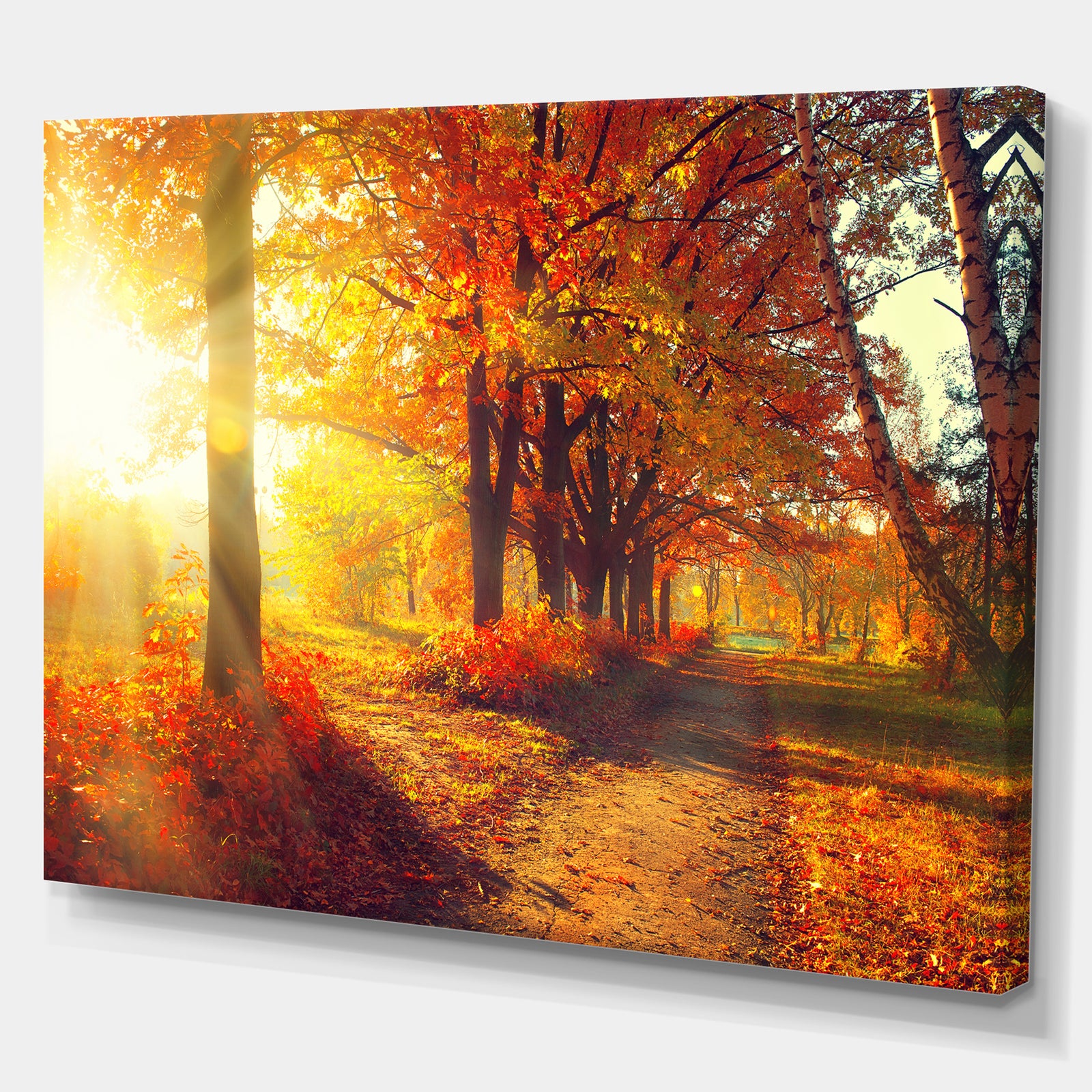 Autumnal Trees in Sunrays - Large Landscape Canvas Art Print