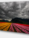 Parallel Rows of Colorful Tulips - Landscape Wall Art Print Canvas