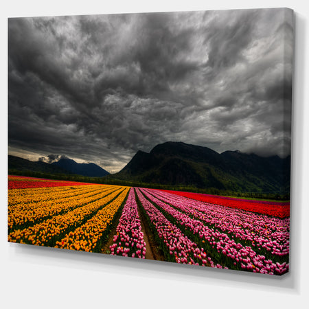 Parallel Rows of Colorful Tulips - Landscape Wall Art Print Canvas