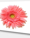 Single Daisy on White Background - Modern Floral Wall Artwork