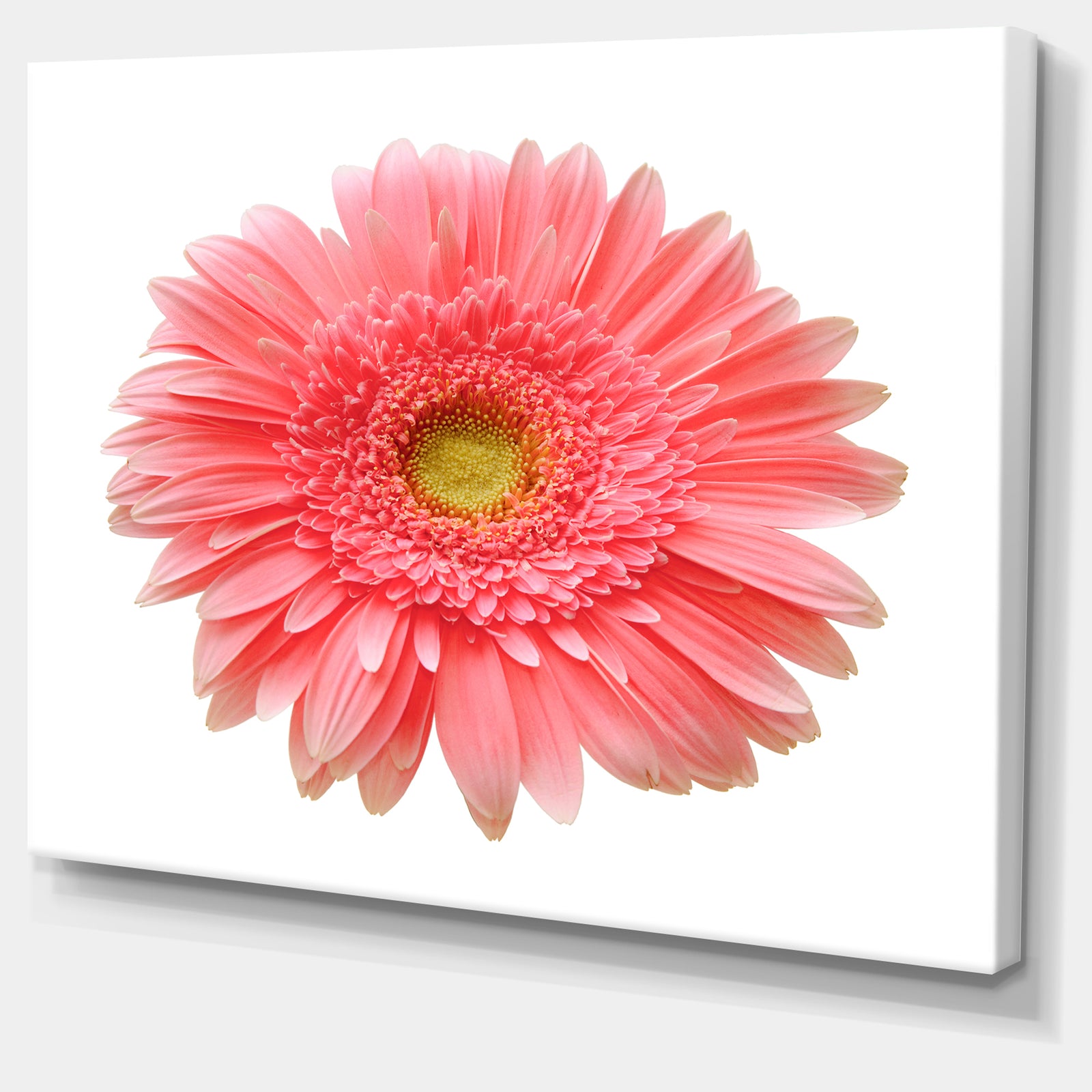 Single Daisy on White Background - Modern Floral Wall Artwork