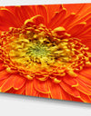 Beautiful Gerbera Flower In Brig - Modern Floral Wall Artwork