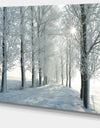 Winter Trees Backlit by Morning Sun - Large Forest Artwork Canvas