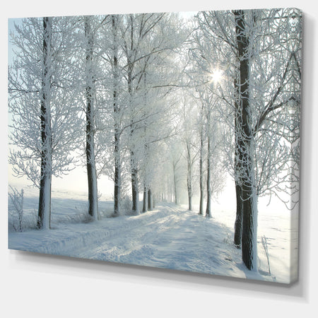 Winter Trees Backlit by Morning Sun - Large Forest Artwork Canvas