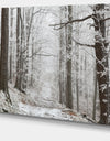 Forest Trail on Winter Morning - Large Forest Artwork Canvas