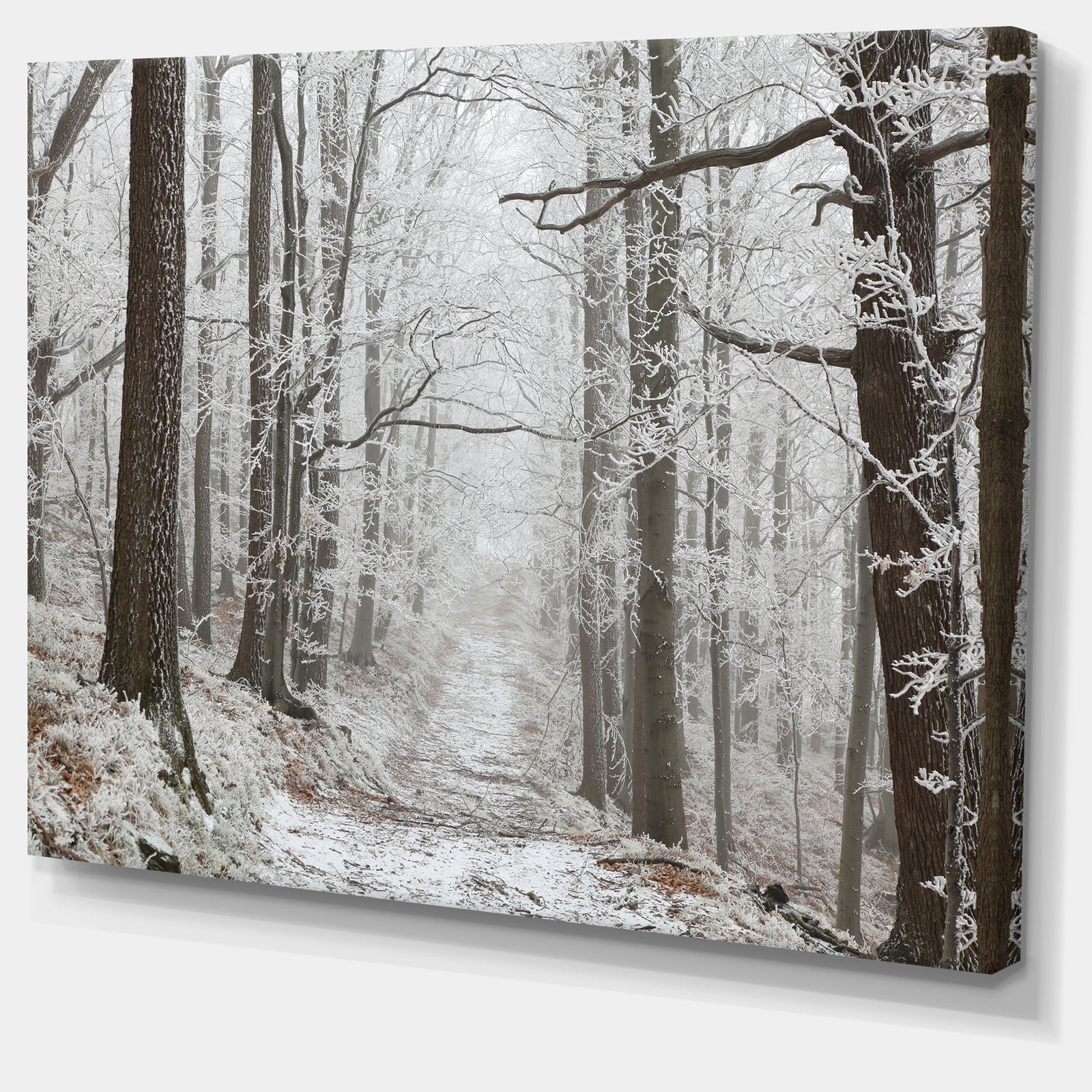 Forest Trail on Winter Morning - Large Forest Artwork Canvas