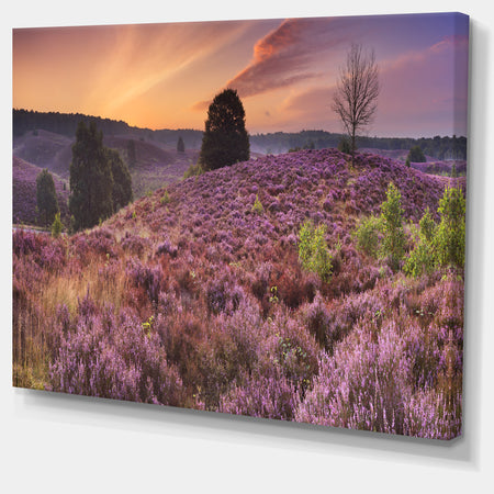 Blooming Heather at Dawn Panorama - Landscape Wall Art on Canvas